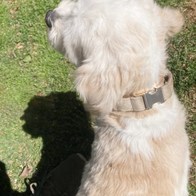 Custom Engraved Velvet Dog Collar