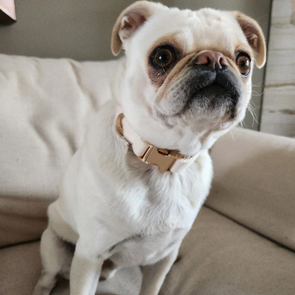 Custom Engraved Velvet Dog Collar